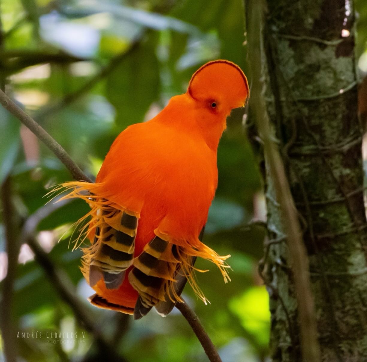 Un gallito de las rocas de plumaje naranja sobre una rama. Foto: Andrés Ceballos V.