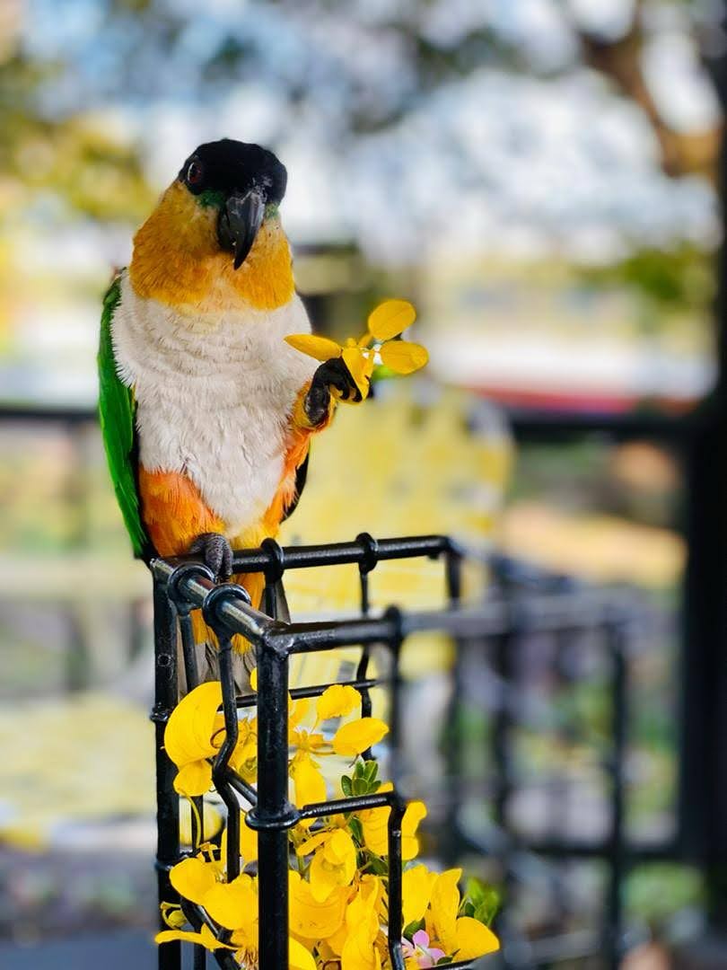 Un loro de plumaje verde, amarillo y blanco sostiene una flor amarilla sobre una silla.